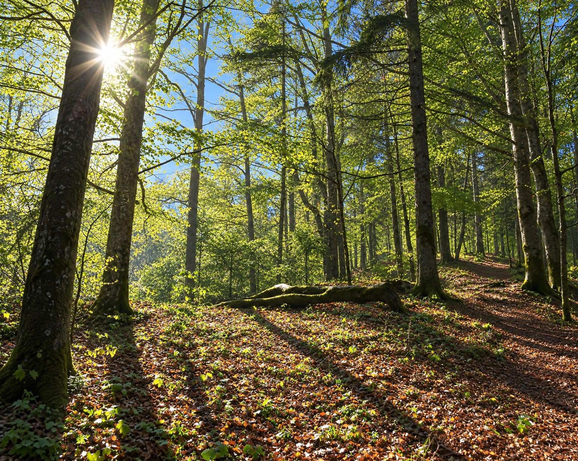 Balmberg-Röti-Rundweg