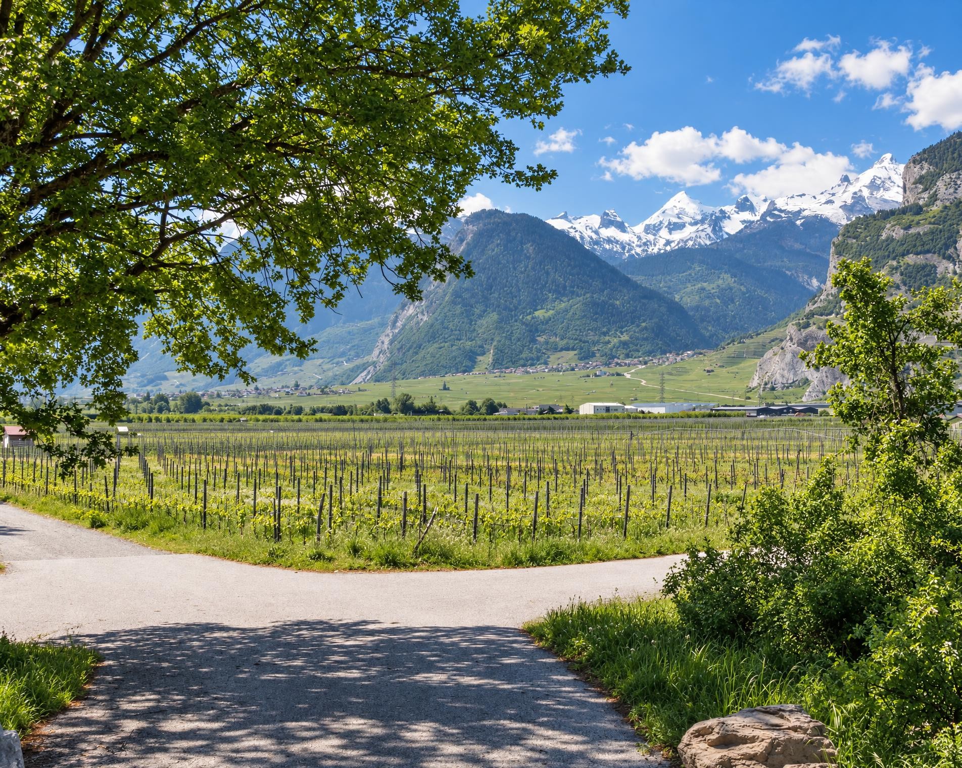 Chemin des berges du Rhône