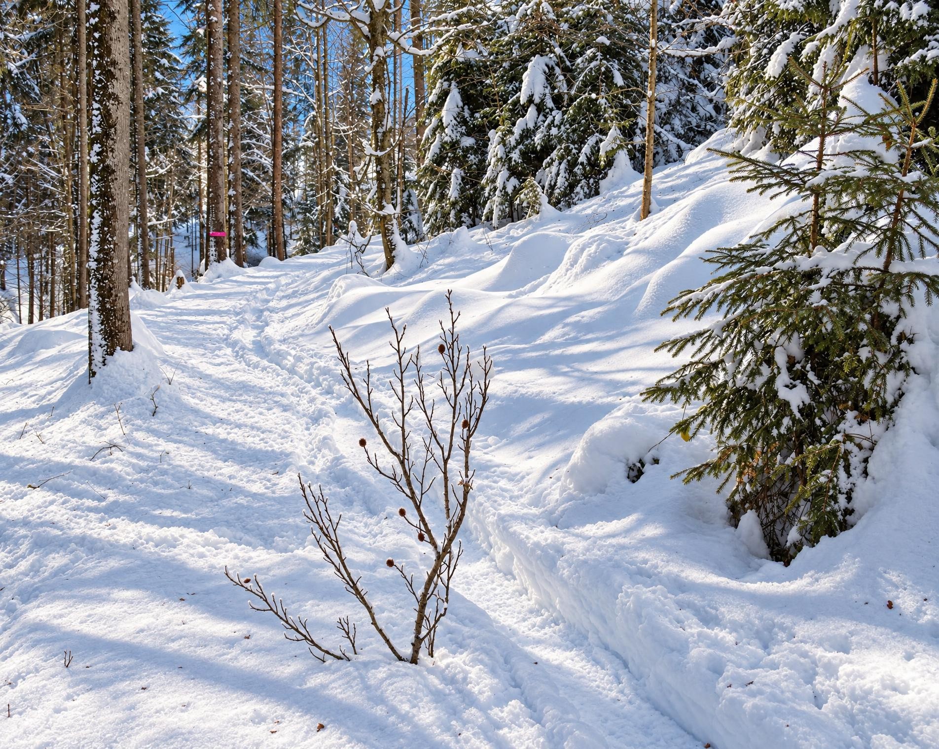 Landscheidi Trail