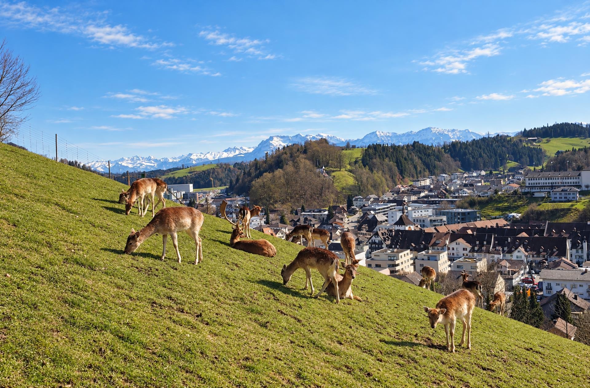 Easy Willisau Circular Hike (National Hiking Day)