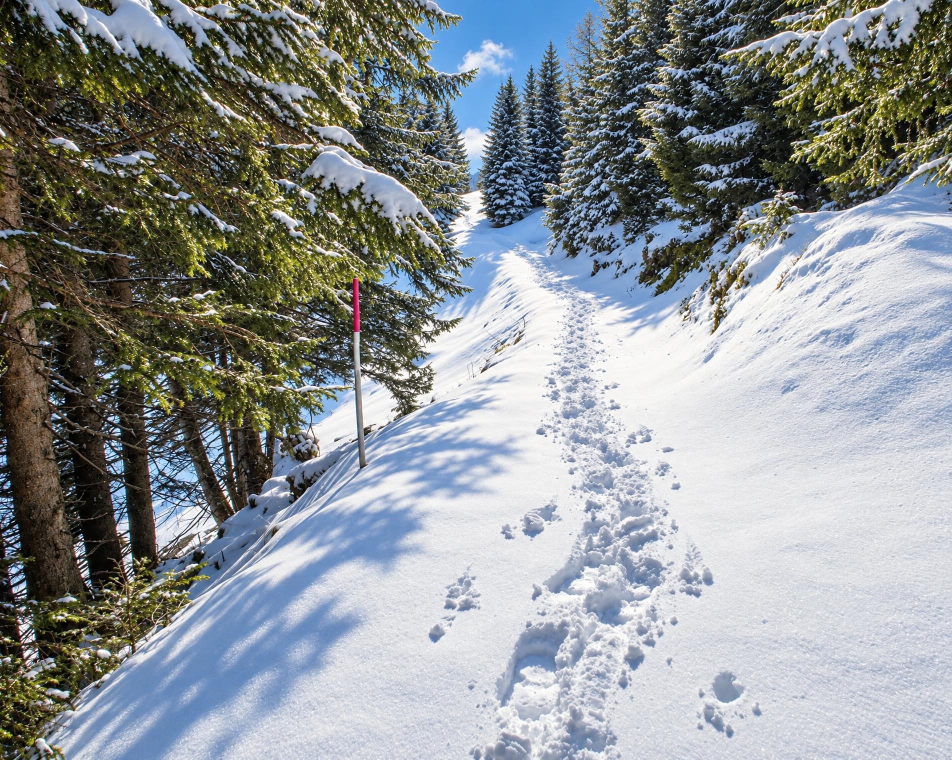 Schneeschuhtrail Panüöl–Prodalp