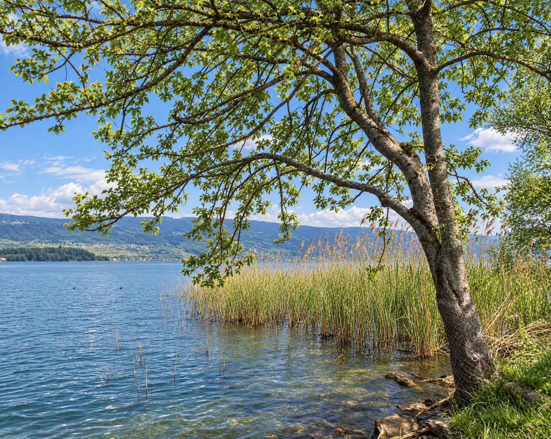 Seeland-Solothurn-Weg, Stage 1/4