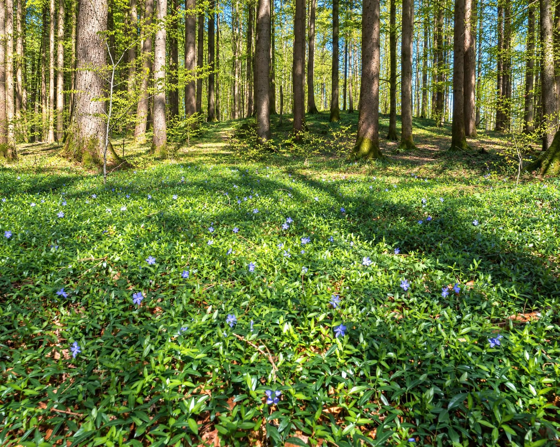 Wildnispfad Sihlwald