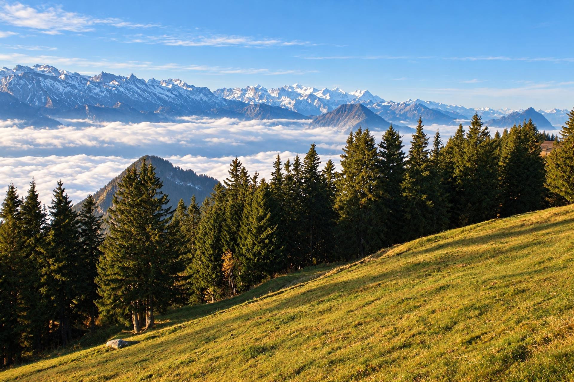 Wildtierspur Rigi Scheidegg